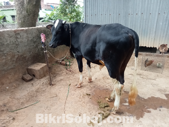 কুরবানির ষাঁড় গরু বিক্রি হবে